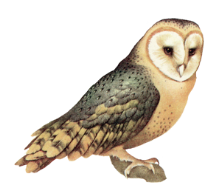 Night Owl Outdoor Gear